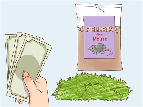 Effective Treatments To Cure Rodent Mites In Pets A Comprehensive Guide