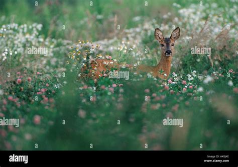reh deutschland  res stock photography  images alamy