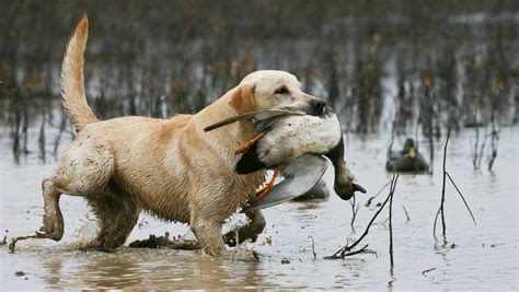 Lab Hunting Dog Wallpaper