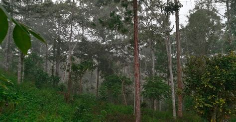 La selva de 13 regiones soportará lluvia de moderada intensidad