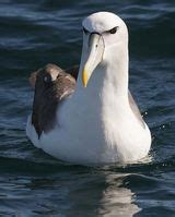 Bird - Australian Albatrosses