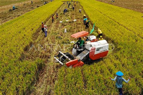 Target Produksi Beras Tahun 2024 ANTARA Foto