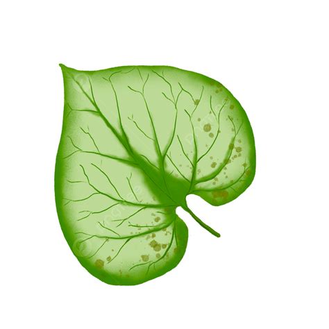 hand drawn heart shaped png image beautiful heart shaped green leaf