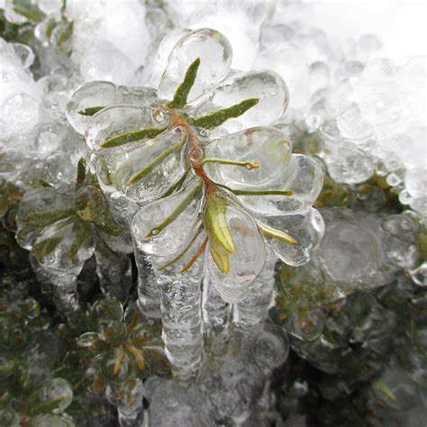 Free photo: Frozen Plants - Blue, Bokeh, Cold - Free Download - Jooinn