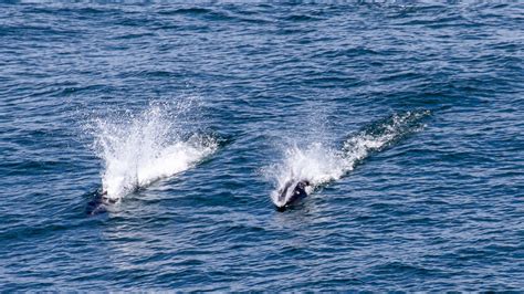 Japan Whale Watching Flickr