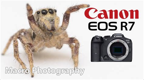 Canon R7 For Macro Photography YouTube