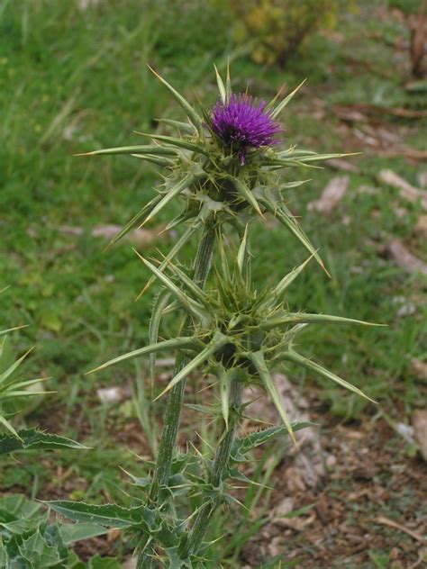 Gewöhnliche Mariendistel am Weg zur Ermita de Betlem Mall Flickr