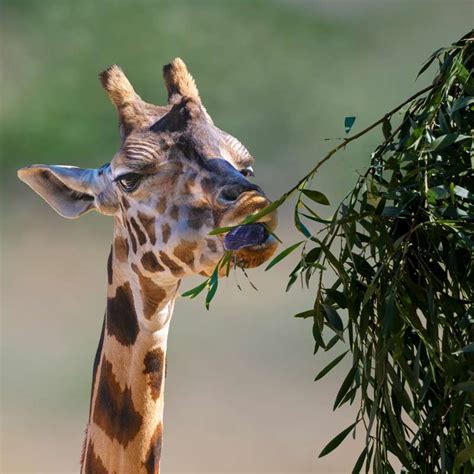 Las jirafas se encuentran desde hace años en peligro de extinción esta