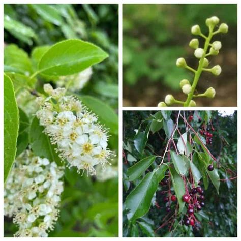 27 Common Native Trees In Nova Scotia Identification Tips