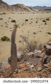 Half Mens Plant Pachypodium Namaquanum Photographed Stock Photo