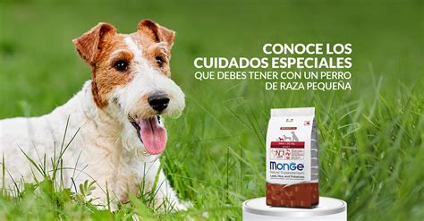 Conoce Los Cuidados Especiales Que Debes De Tener Con Un Perro De Raza