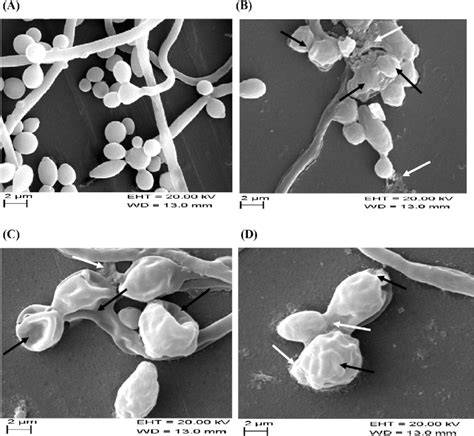 Scanning Electron Micrographs Of C Albicans Atcc Y0119 A Untreated