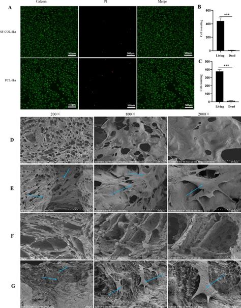 Biocompatibility Of D Printed Scaffolds A Fluorescence Imaging Of