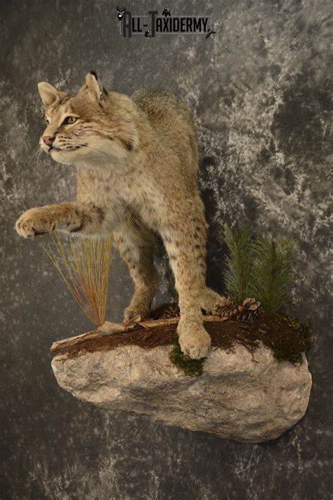 Bobcat Taxidermy Mount For Sale Sku 2125 All Taxidermy