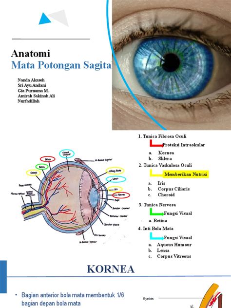 Detail Gambar Anatomi Mata Koleksi Nomer 41