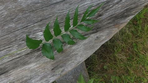 Holly Fern | Home-Grown Greens - Alpha Fern