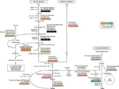 Summary Of Woodljungdahl Pathway Wlp And Related Reactions Of Dhb