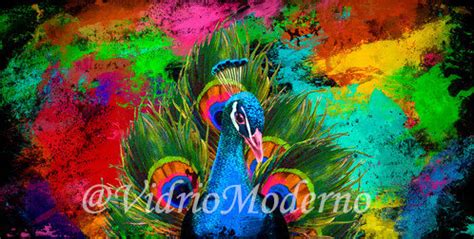 Pavo real colores | VidrioModerno