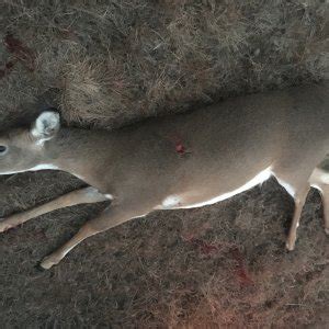 Whitetail Deer Hunting | AfricaHunting.com