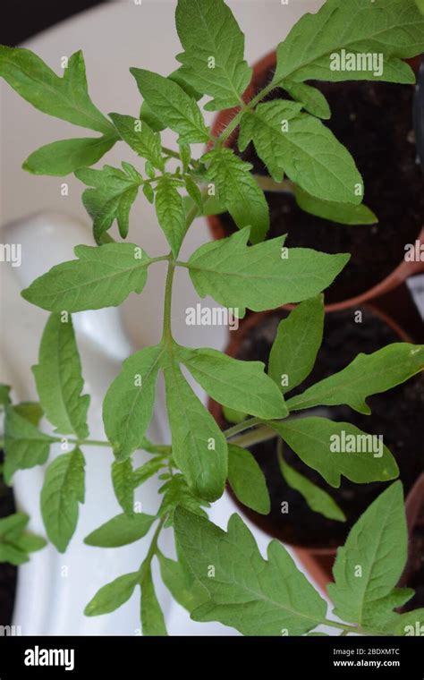 small tomato plant Stock Photo - Alamy