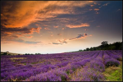 A Lavender Field Landscape Photos