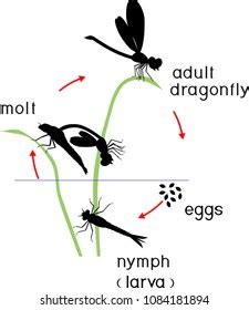 Life Cycle Dragonfly Sequence Stages Development Stock Vector Royalty