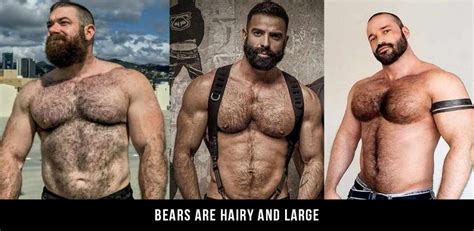 What Is A Gay Bear The Types And Looks Of Popular Gay Bears