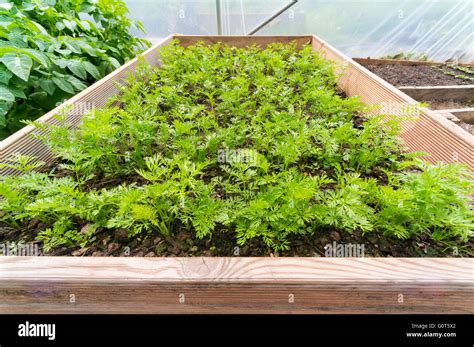 Carrots Growing In A Raised Bed In A Polytunnel Stock Photo Alamy