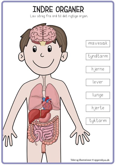 Organer I Kroppen Ark Opgaveskyen Dk