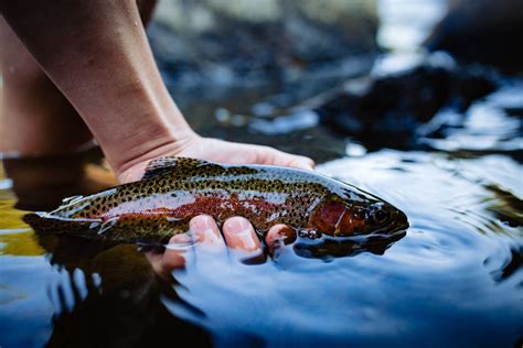 How To Catch Trout In A Lake From The Bank Tips And Techniques My