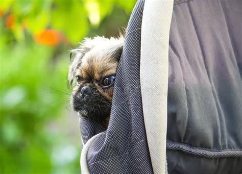 young pekingese dog outdoors stock image image  cute garden