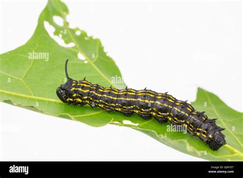 Anisota senatoria or Anisota peigleri, striped oakworm close-up, on oak ...