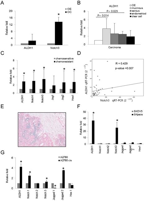 The Mrna Expression Of Aldh1 And Notch Signaling Genes In Various