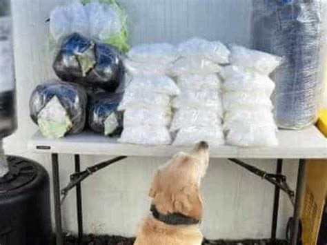 Canino Descubre Cargamento De Droga