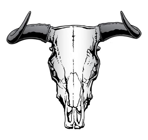 878 Steer skull Vectors - Free & Royalty-free Steer skull Vector Images ...