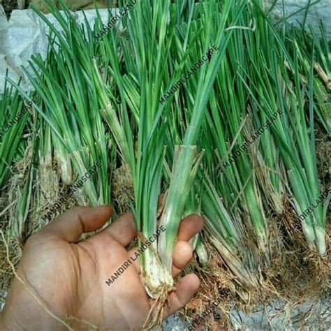 Jual Rumput Vetiver Akar Wangi Tanaman Pencegah Erosi Longsor Di