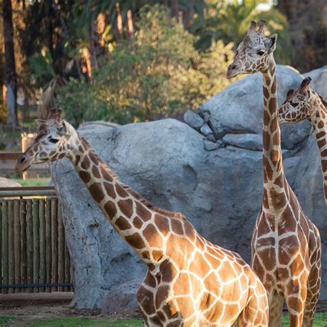 Reticulated Giraffe - Fresno Chaffee Zoo