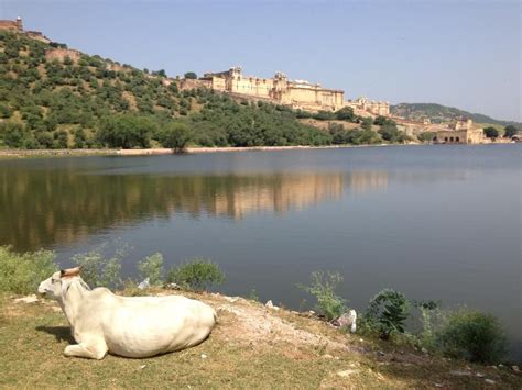 On The Shores Of The Maota Lake Overlooking The Amber Fort Of Jaipur