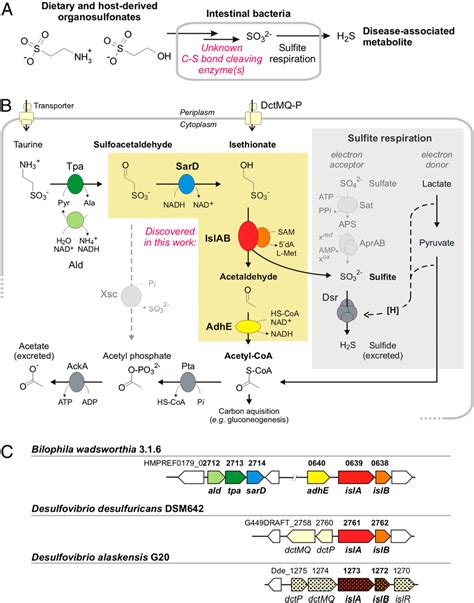 Figure 2 From A Glycyl Radical Enzyme Enables Hydrogen Sulfide