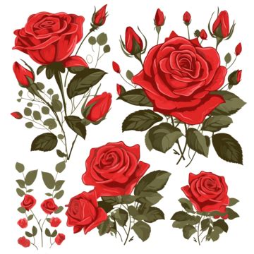 Red Rose Vector PNG, Vector, PSD, and Clipart With Transparent Background for Free Download ...