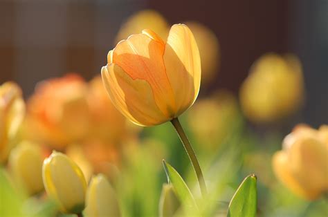 Fotos gratis flor luz de sol pétalo verano floral tulipán