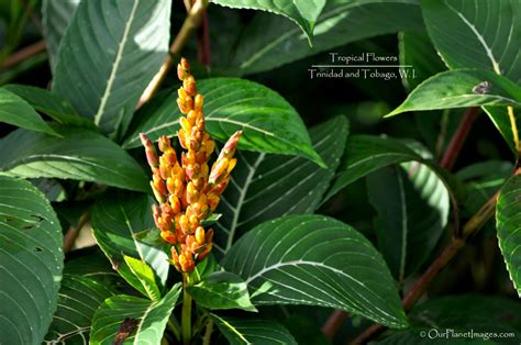 Flowers And Plants Trinidad And Tobago