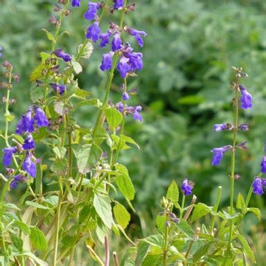 Southwest Plants | Plants For The Southwest | High Country Gardens