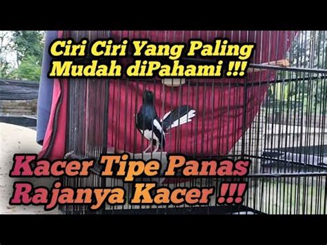 Ciri Kacer Tipe Panas Yang Mudah Dipahami Agar Tidak Salah Vonis Youtube