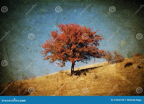 Lonely Autumn Tree Stock Photo Image Of October Deciduous 27664758