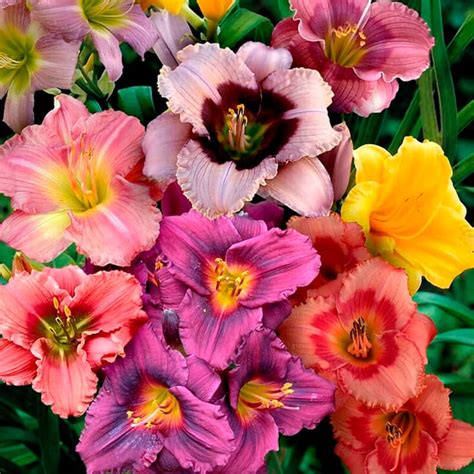 Лилейник «Микс» | Купить саженцы (корни) лилейников по выгодной цене