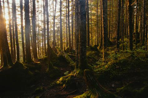 Ilmaisia Kuvia puu luonto metsä erämaa haara auringonvalo puun