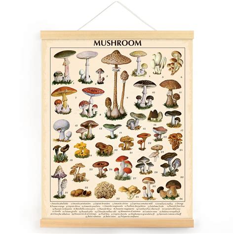 Buy Outus Vintage Mushroom Fungus Wall Art Prints Rustic Mushroom Wall