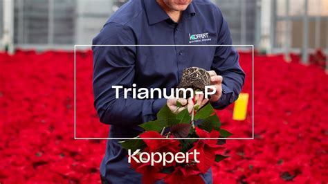 Trianum P Bio Fungicide For The Reduction Of Soil Borne Diseases