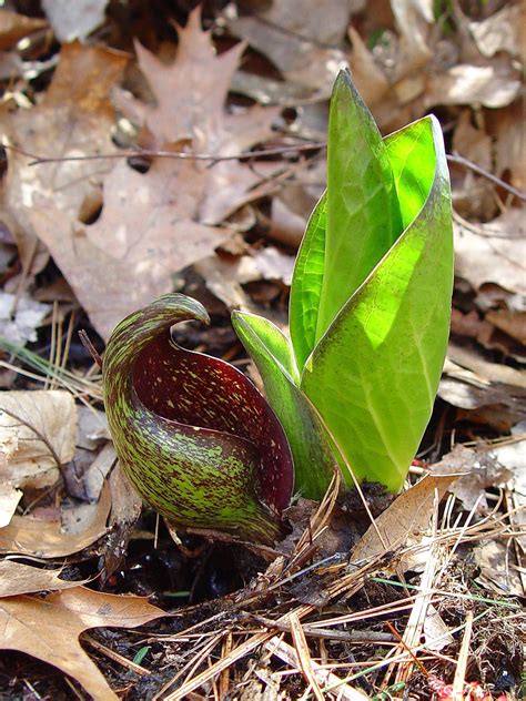 Symplocarpus Foetidus Skunk Cabbage Go Botany